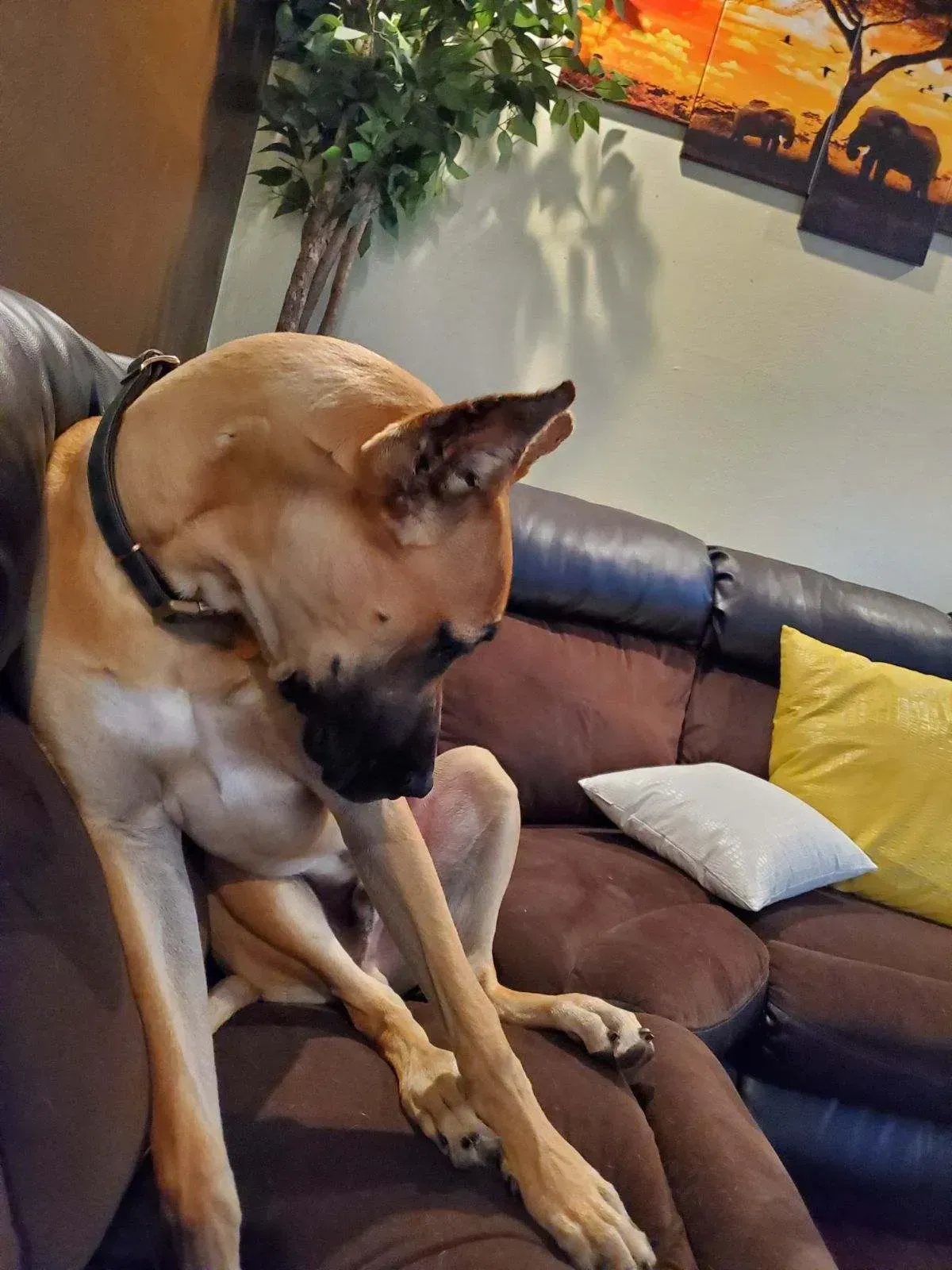 Large tan dog sitting on a brown couch, head lowered, in a cozy living room with wall art and pillows.