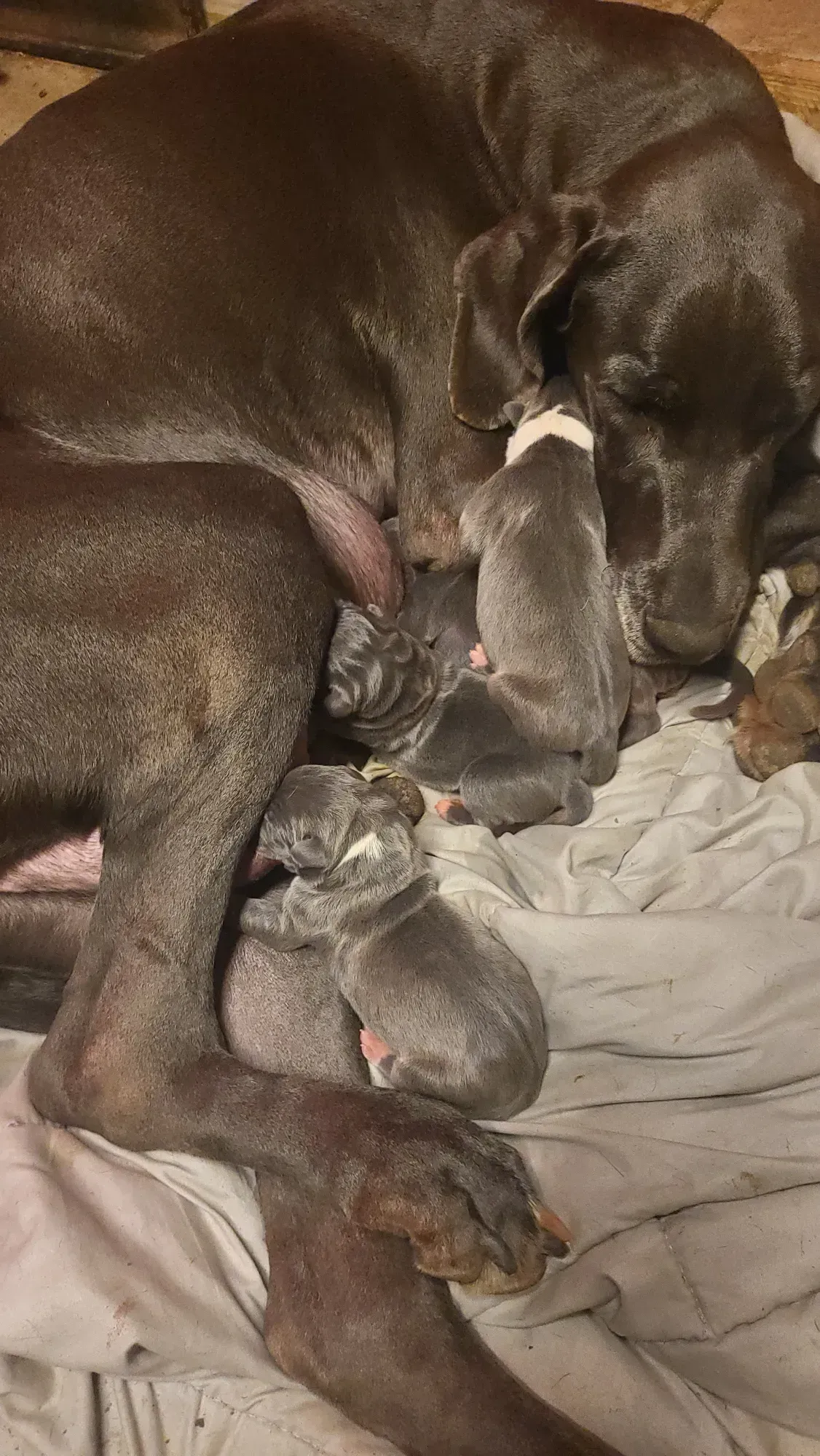 Two dark dogs curled together sleeping on a blanket, with a puppy nestled between them.