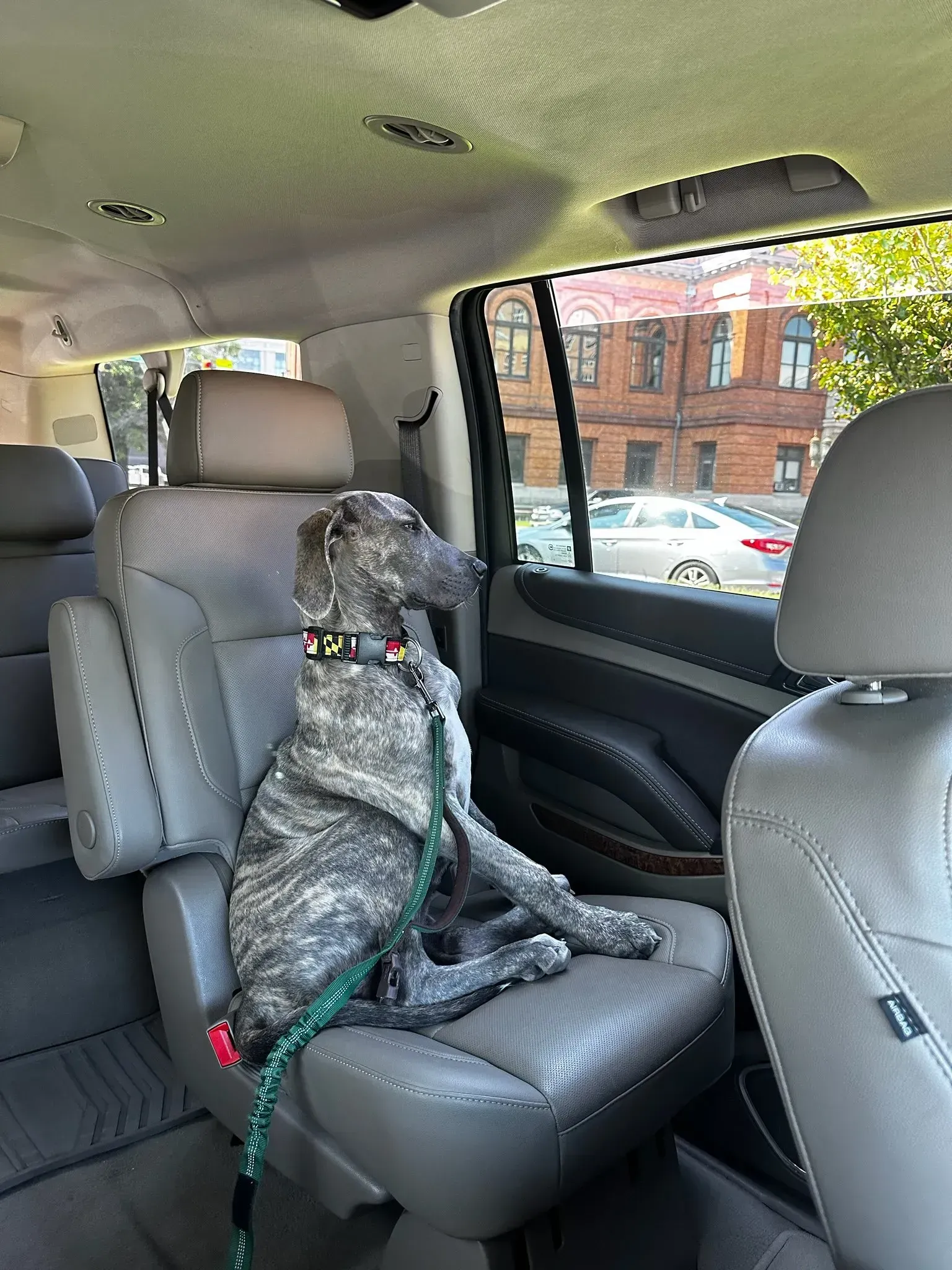 Brindle dog sitting upright in a gray SUV back seat, looking out the window.