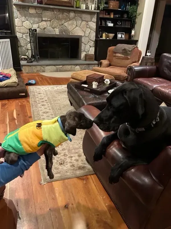 Two dogs meet in a living room, one in a yellow sweater on the floor and one on a leather couch.