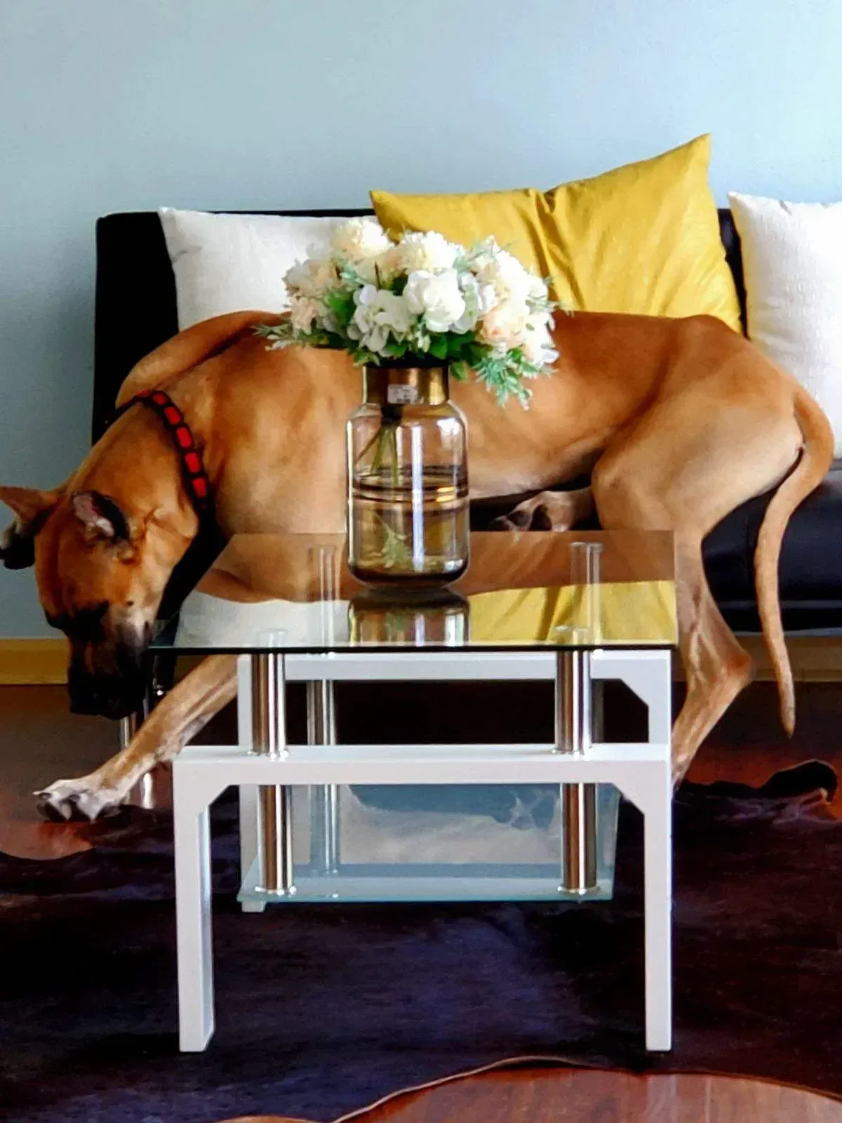 Brown dog resting under a glass coffee table in a living room with white flowers on top.