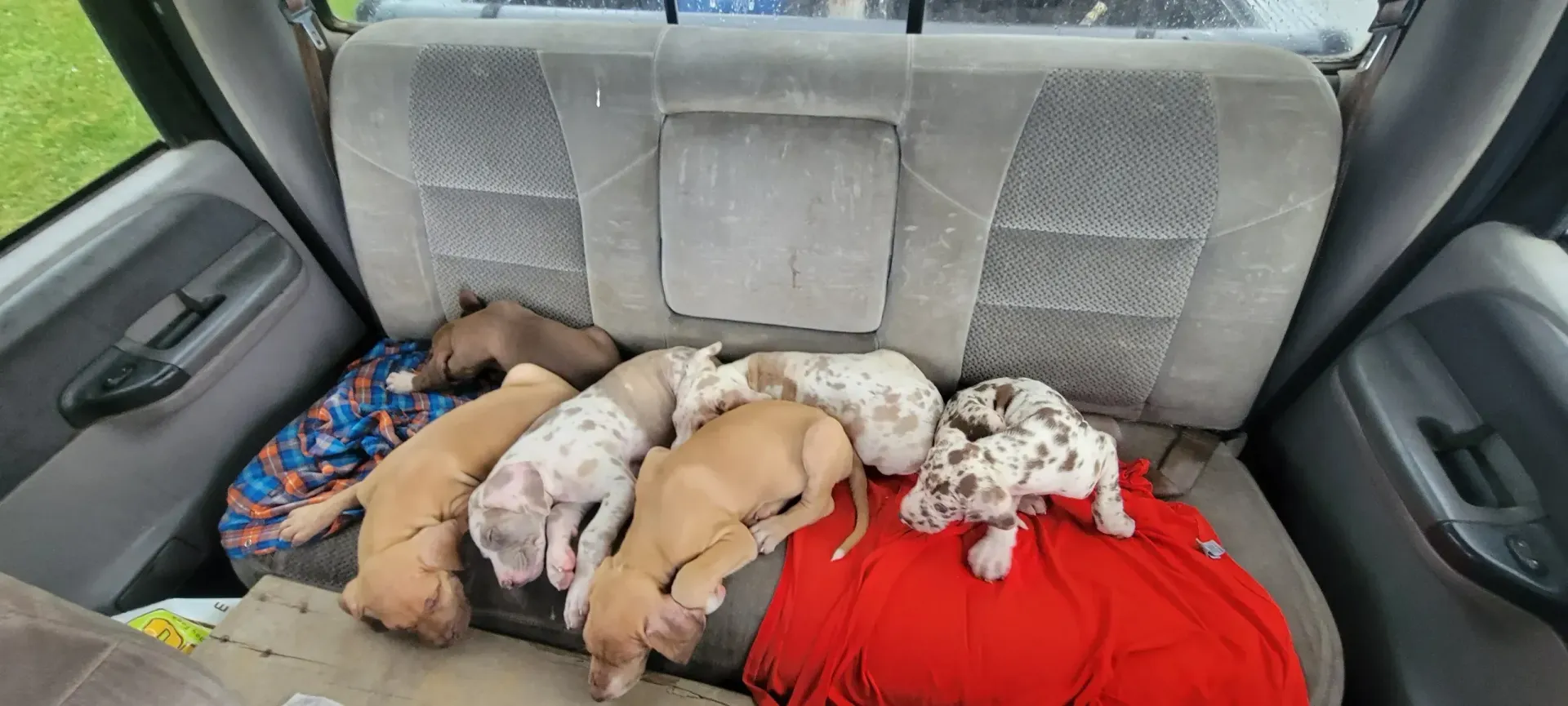 Several puppies sleeping on a red blanket in the back seat of a car