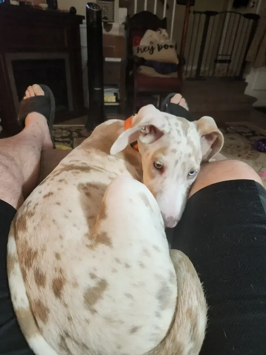Dog curled up on a person’s lap between their legs on a couch, looking back with floppy ears.