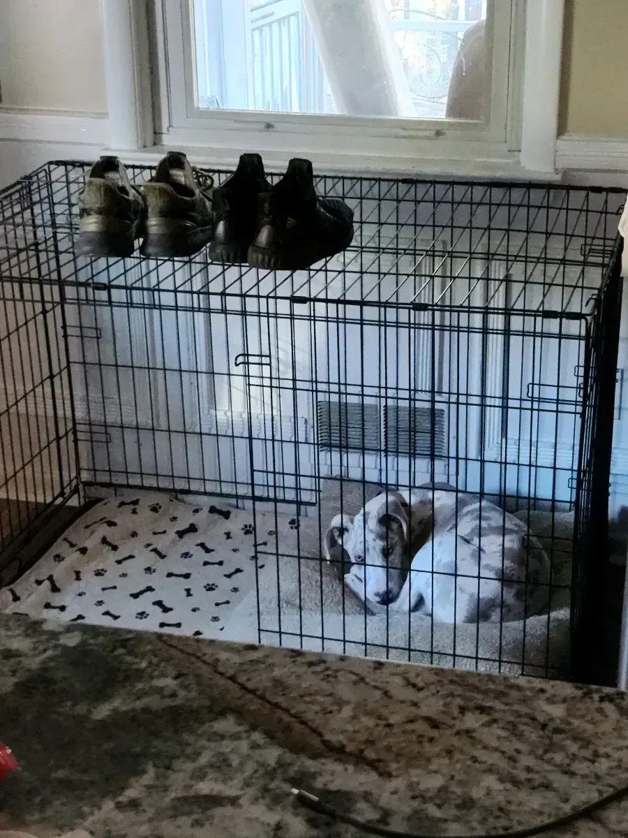 Two puppies in a wire crate by a window, one white and brown puppy lying on a blanket inside.