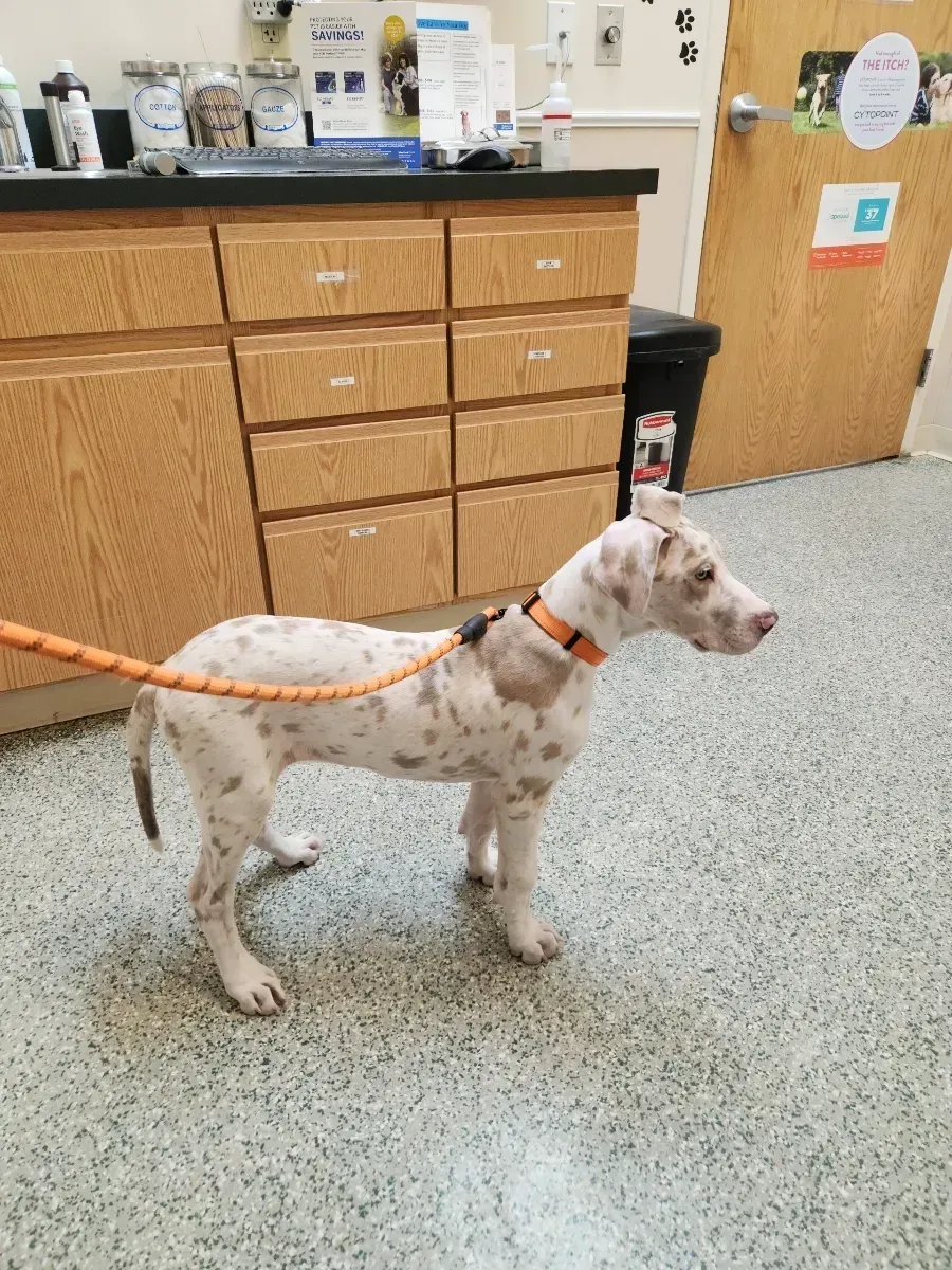 Spotted white dog on an orange leash standing in a veterinary exam room
