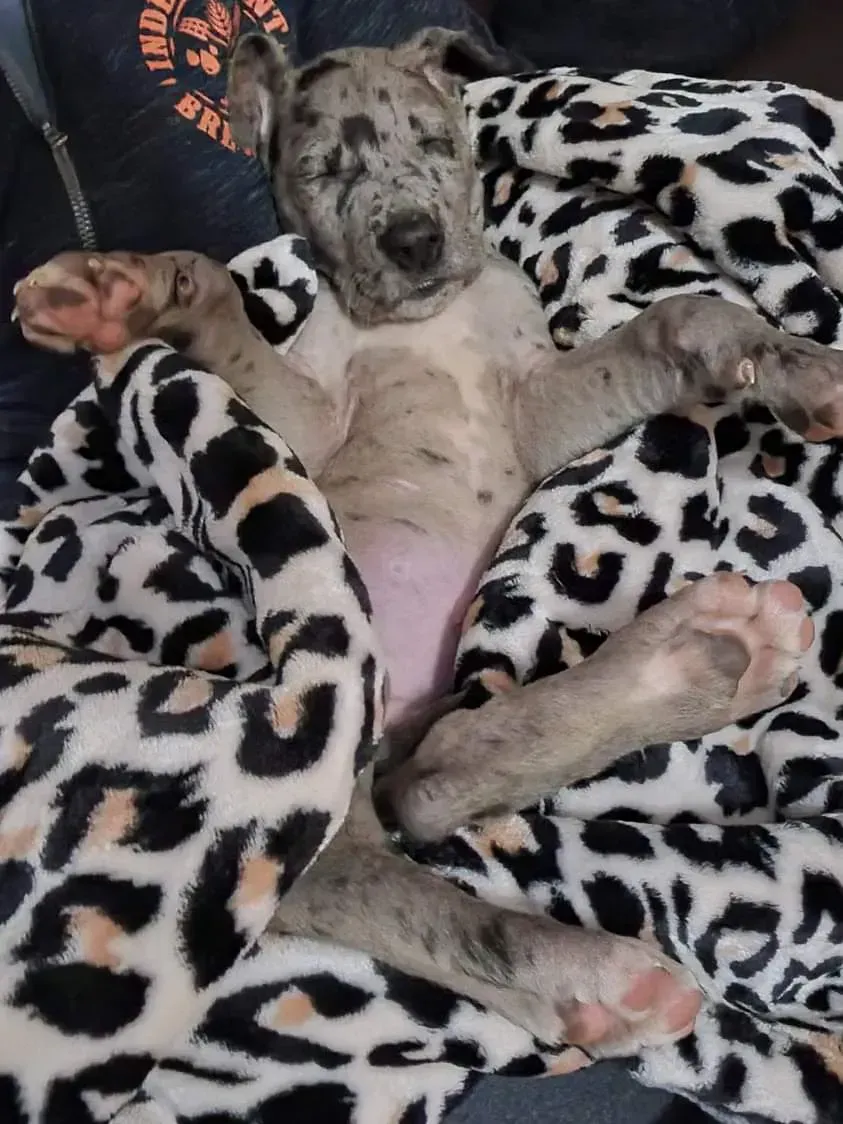 Gray puppy lounging on a black-and-white spotted blanket, looking relaxed with paws stretched out.