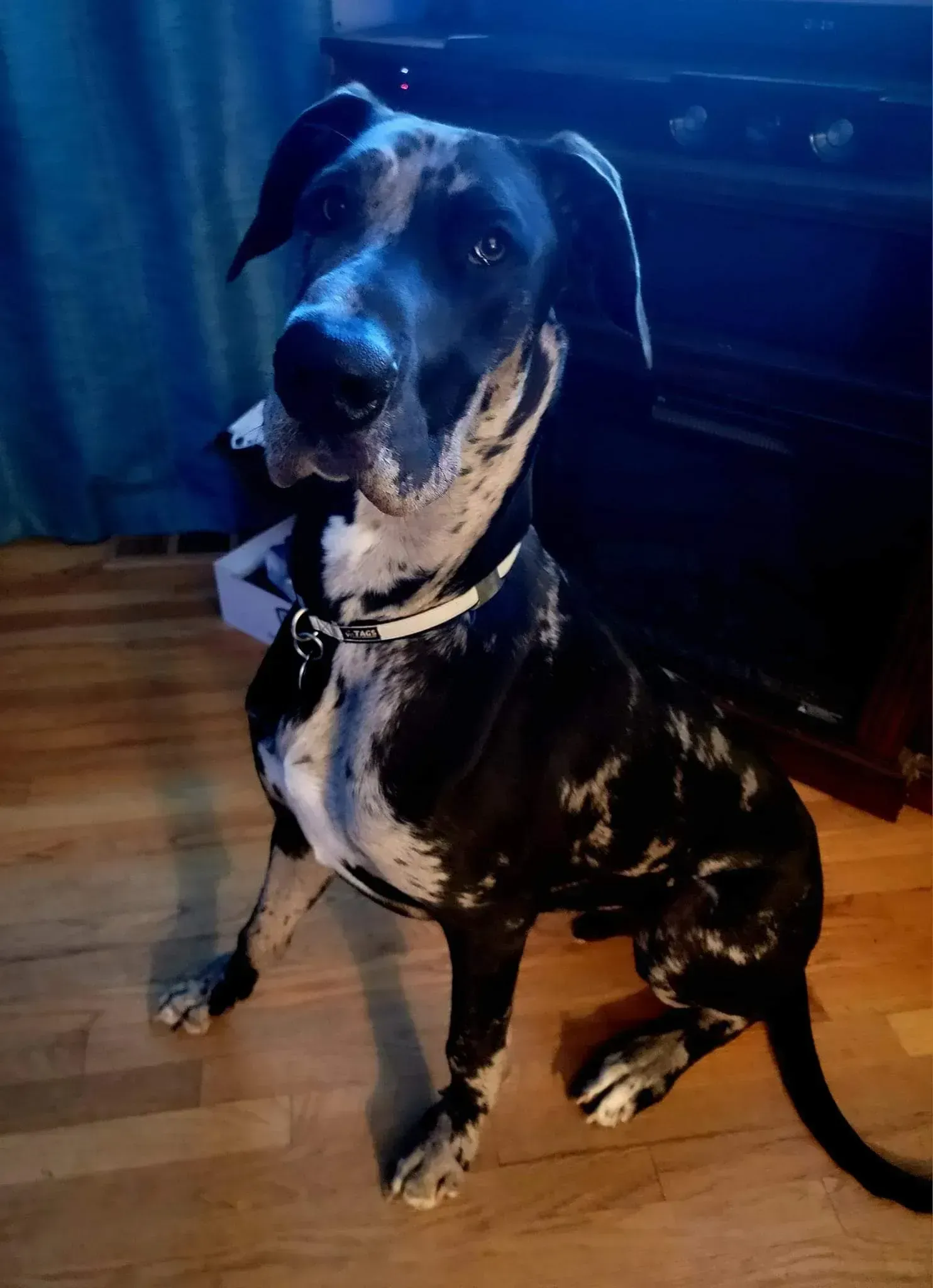 Black-and-tan dog sitting on a wooden floor beside a dark couch, looking at the camera.