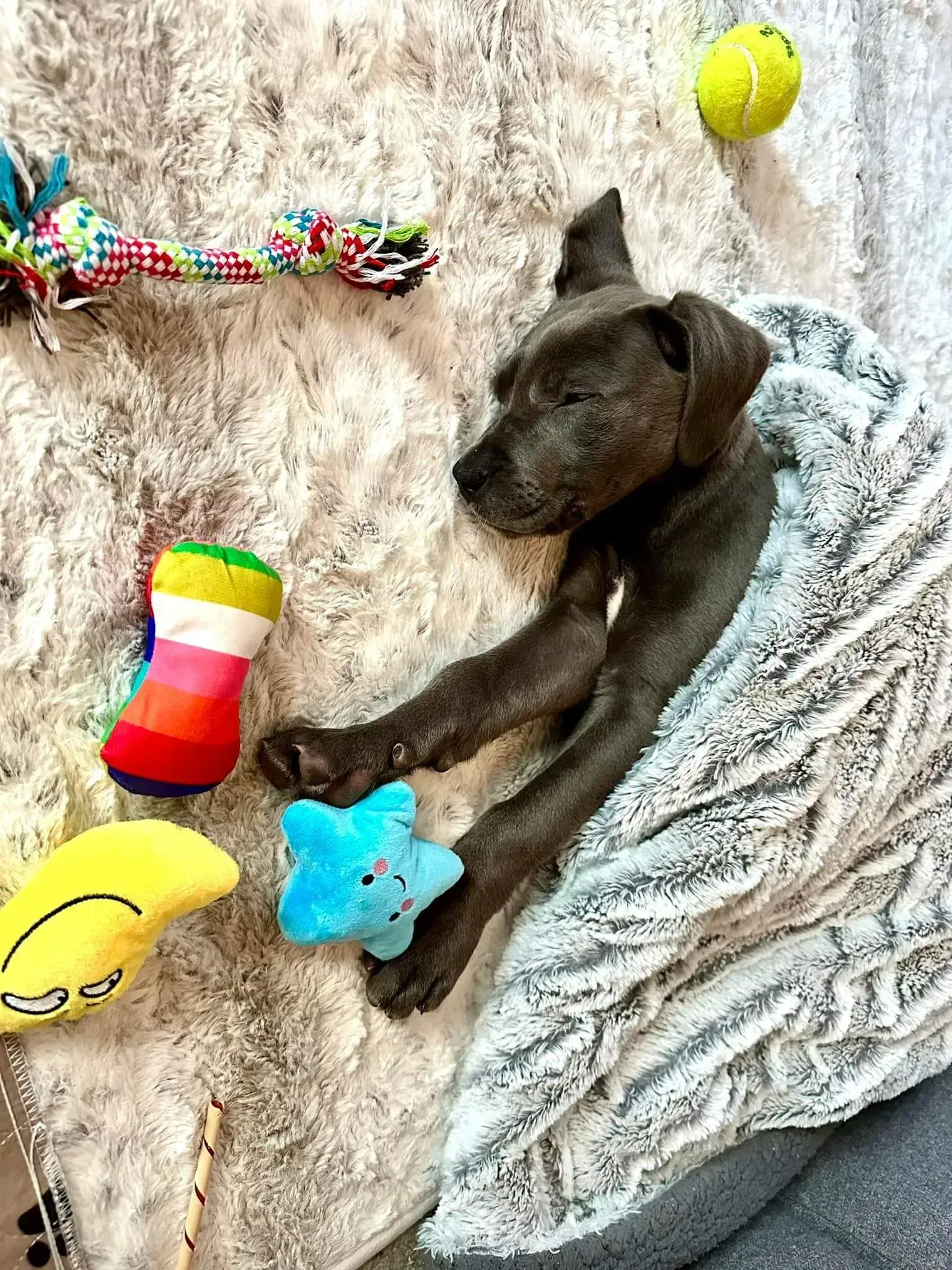 Black dog sleeping on a couch surrounded by colorful toys, including a tennis ball and plush toys.