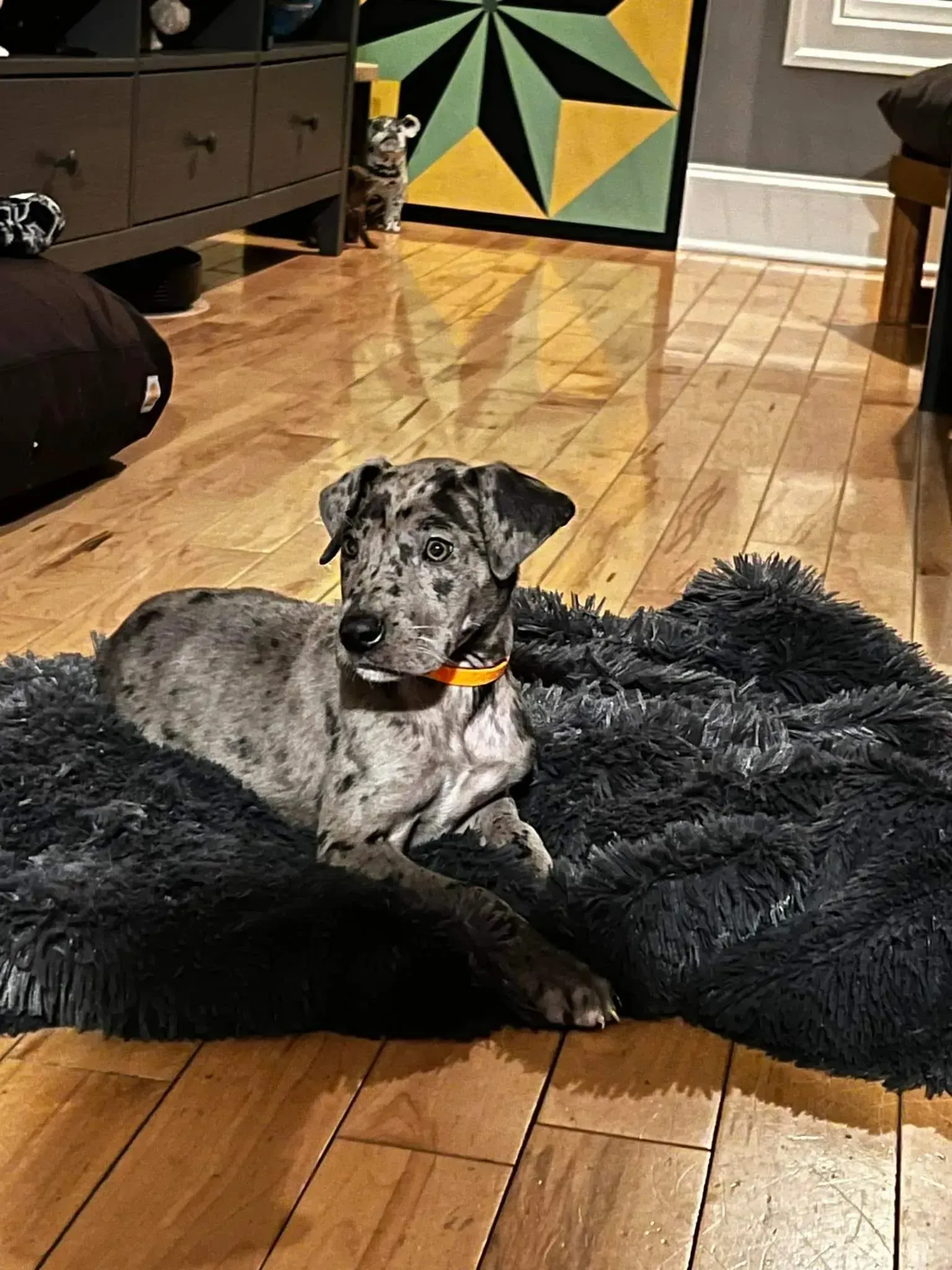 Spotted dog lying on a black shaggy bed on a wooden floor in a living room.