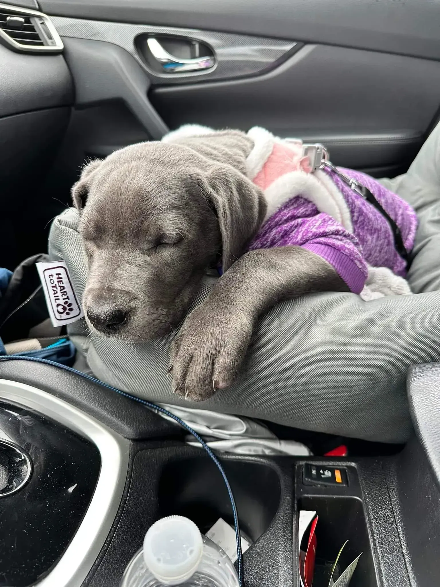 Small gray dog in a purple sweater sleeping on a car seat inside a vehicle.