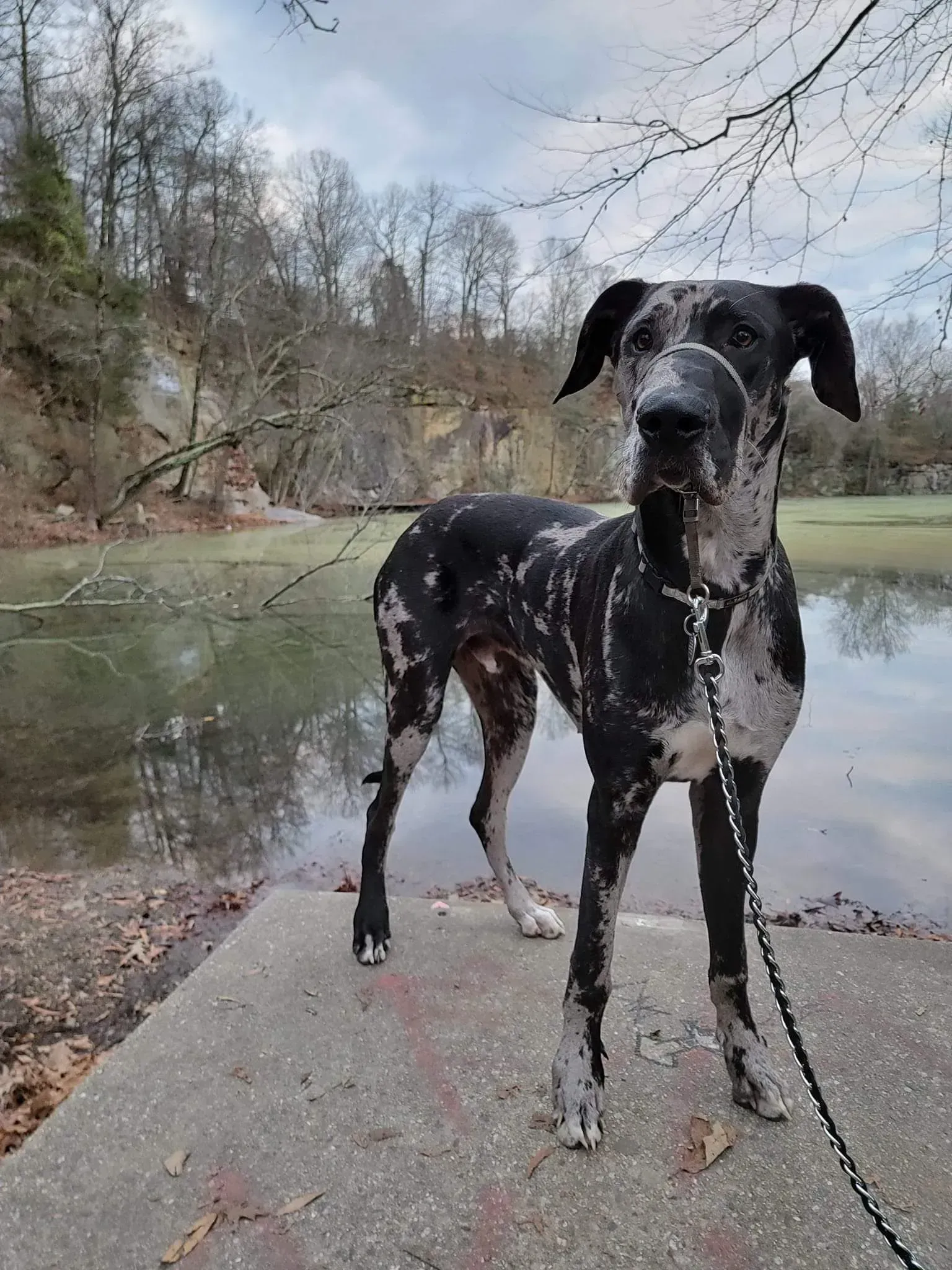 Black-and-white spotted dog stands on a rocky shore beside a calm lake in a wooded area.