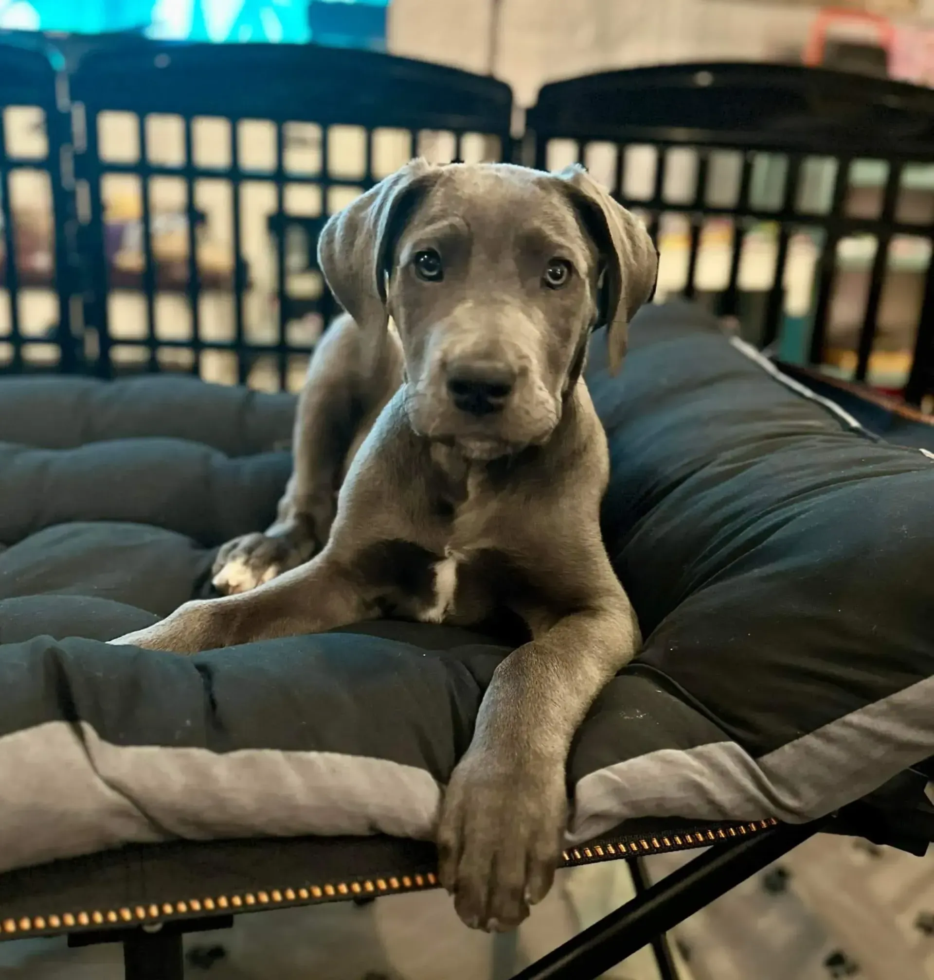 Gray puppy sitting on a black cushion bed, looking at the camera with one paw hanging over the edge.