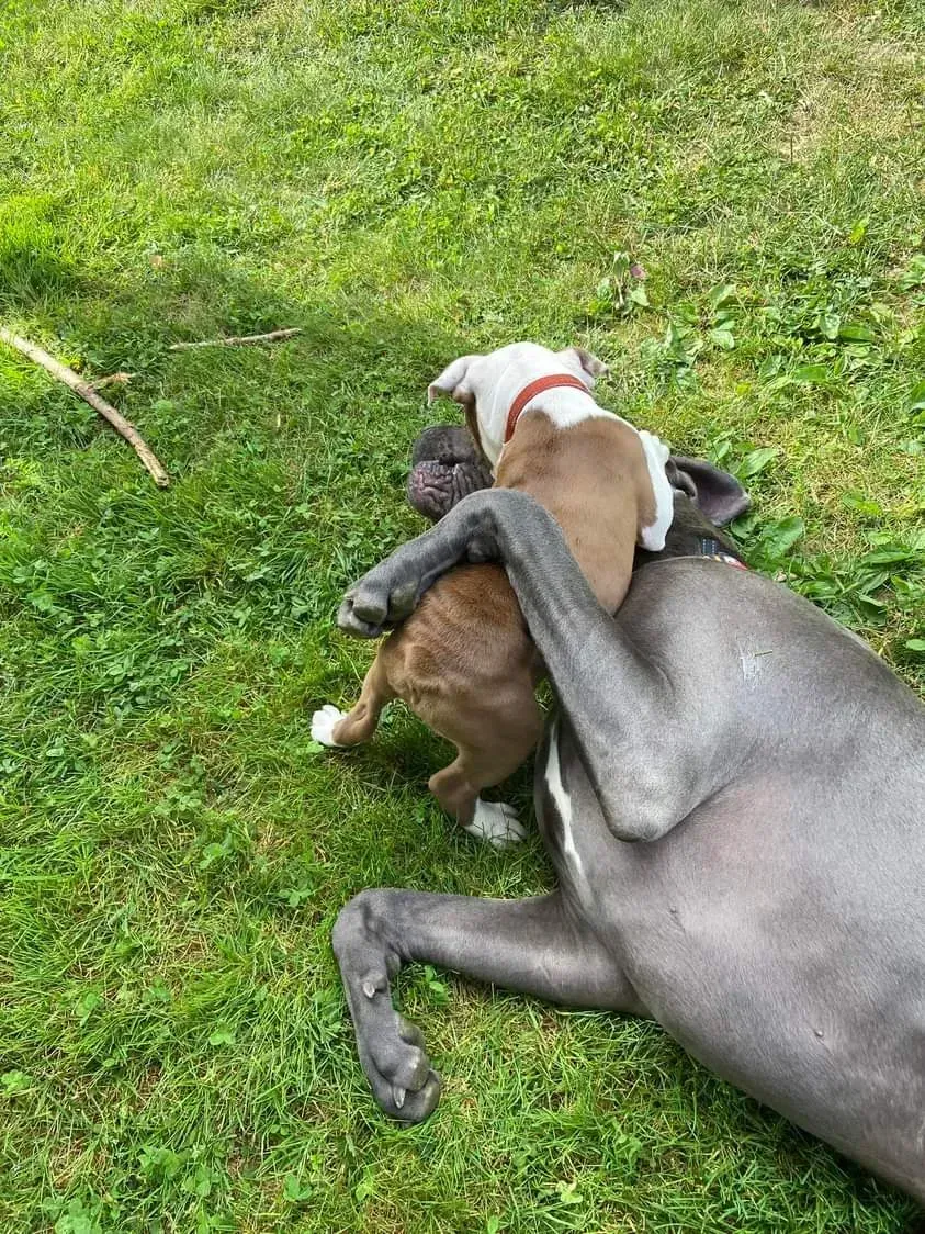 Two dogs wrestling on grass, one gray and one brown with a white collar.
