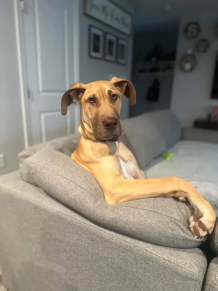 Tan dog lounging on a gray sofa in a bright living room, looking at the camera