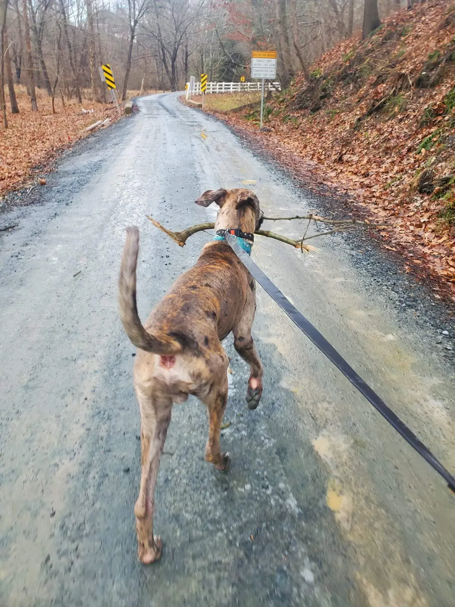 Dog running on a wet rural road, carrying a stick, with autumn trees along the roadside.