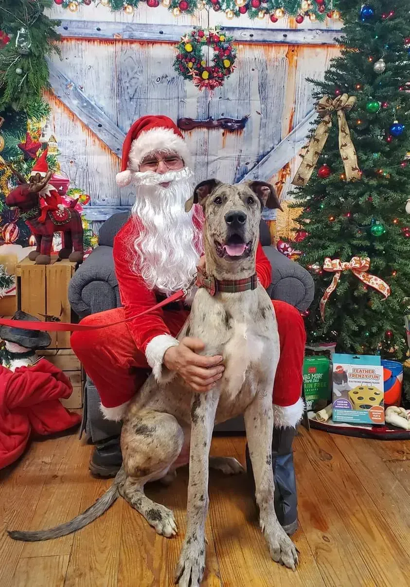 Santa in red suit poses with a large dog before a decorated Christmas tree.