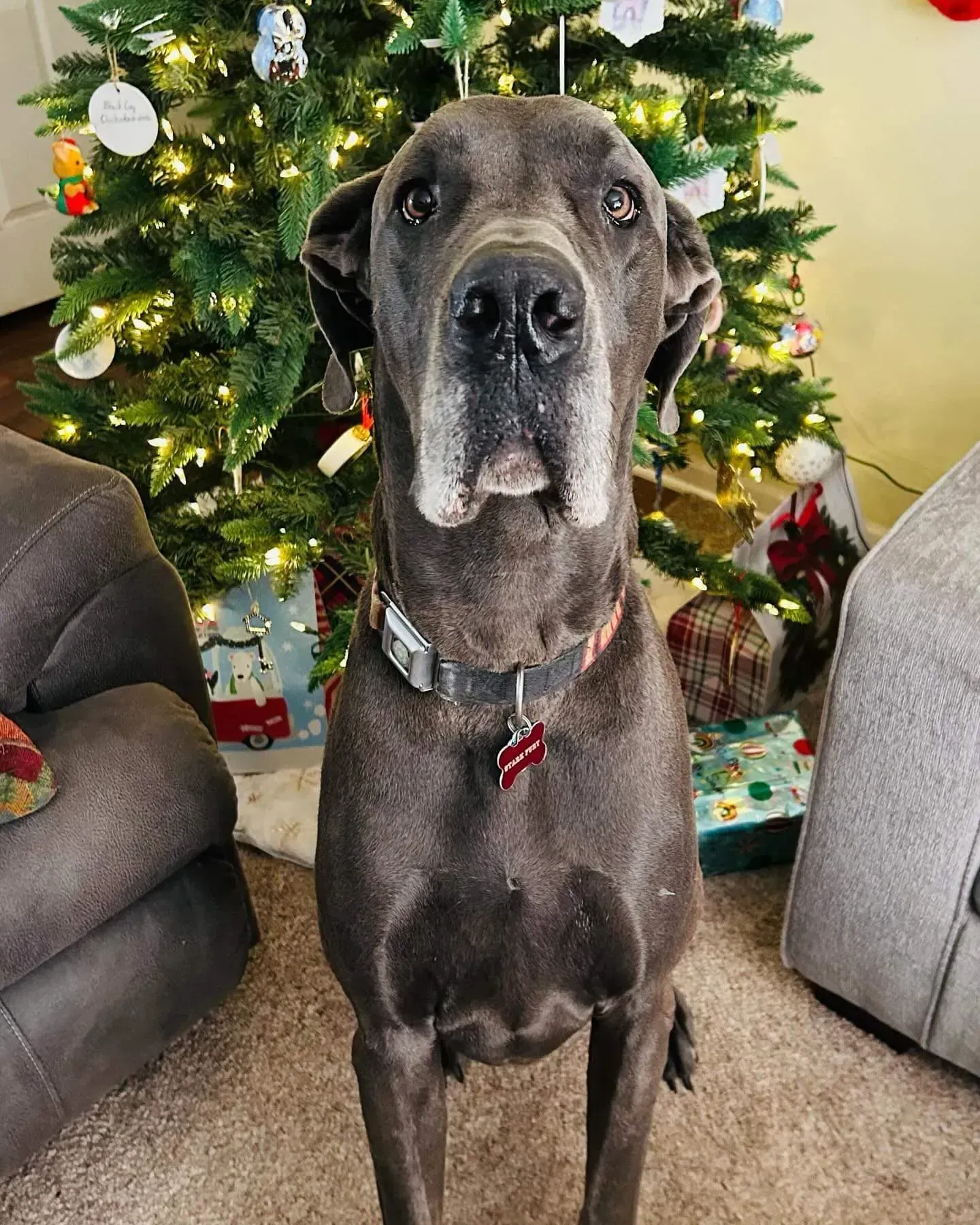 Large black dog sitting indoors in front of a lit Christmas tree and wrapped gifts.