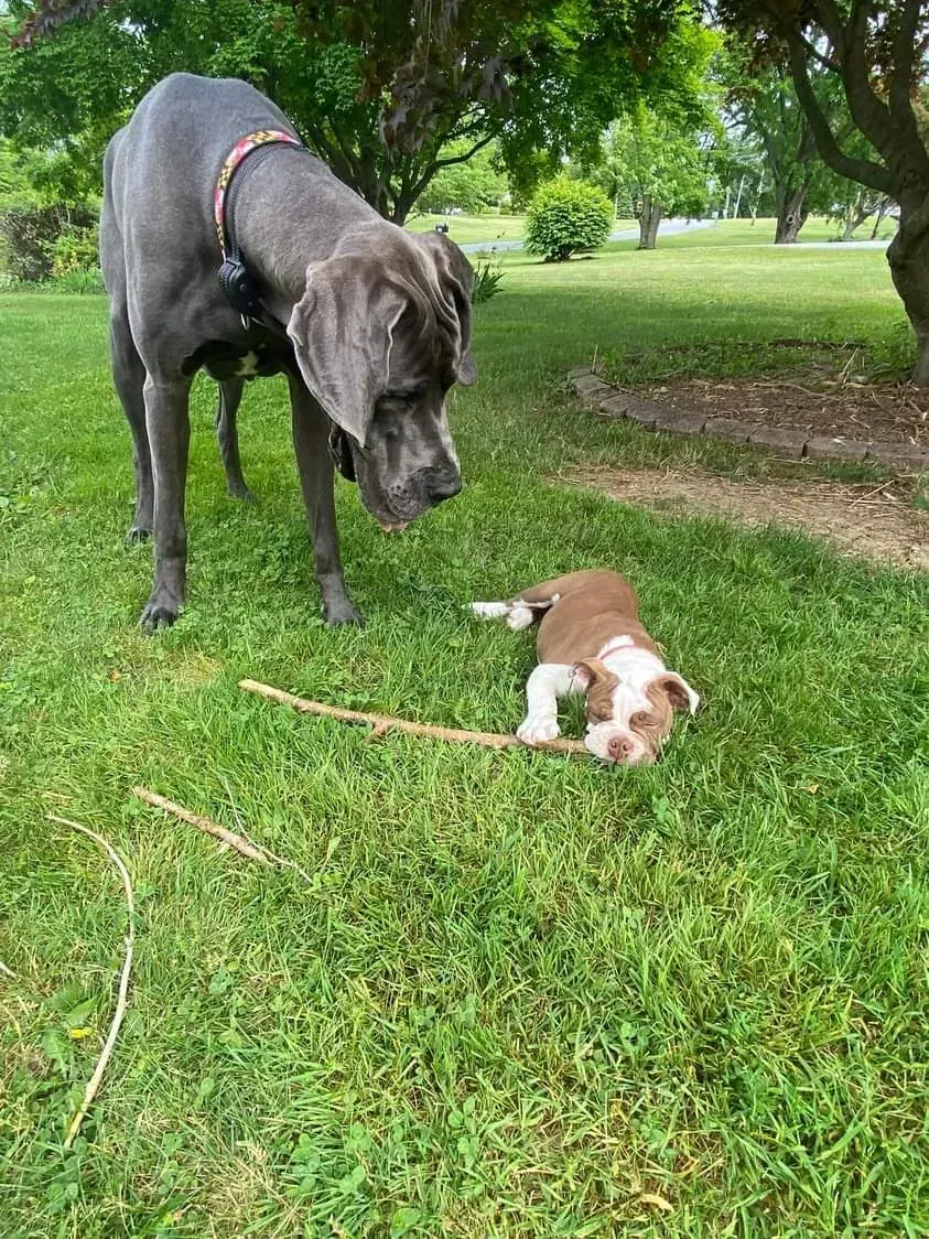 Large black dog sniffing a small brown-and-white puppy lying on grass in a park