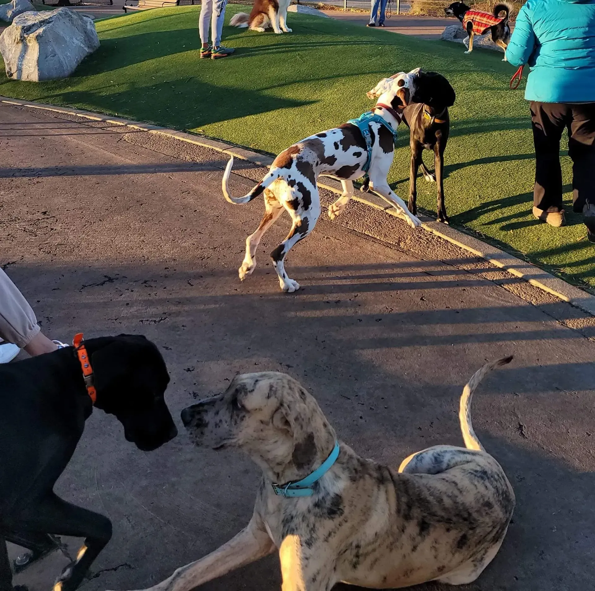 Dogs on leashes at a park, including a spotted dog running on a path near others on grass.