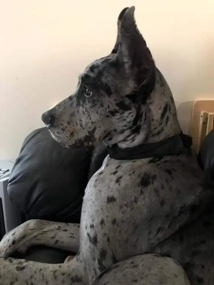 Great Dane with a merle coat sitting on a couch, looking to the left.