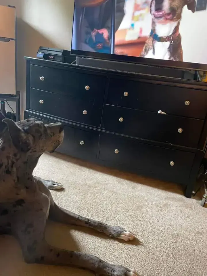 Black dog lying on carpet, watching a TV with a dresser in the background.