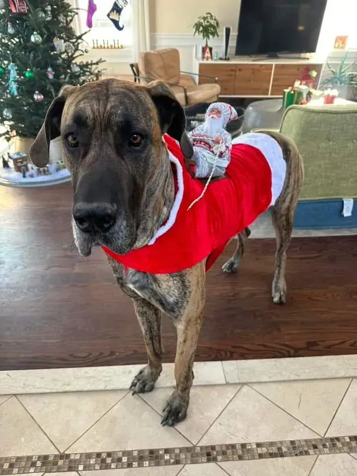 Large brindle dog in a red Santa outfit standing in a decorated living room