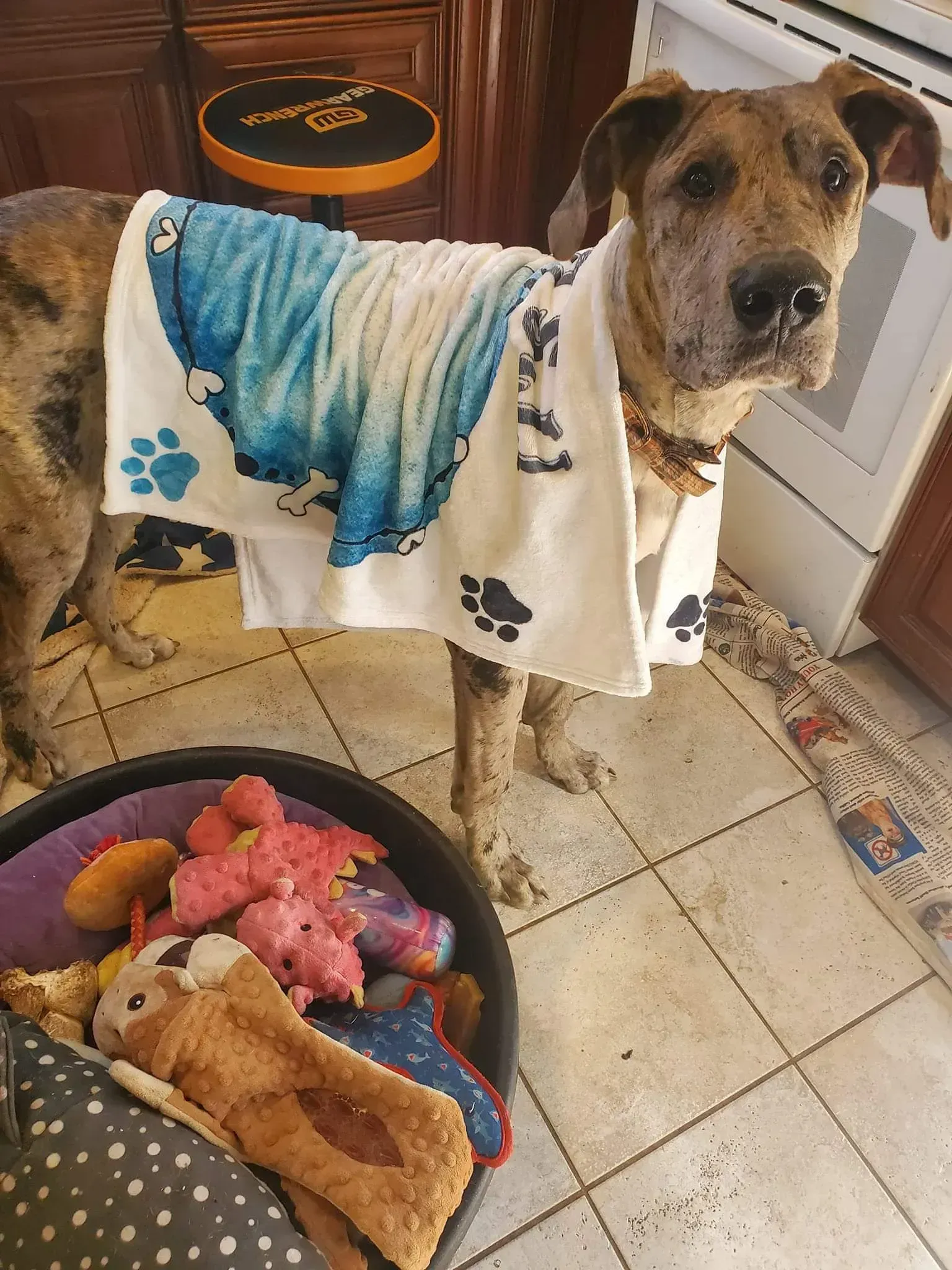 Dog wearing a towel stands beside a food bowl with toys on a tiled floor.
