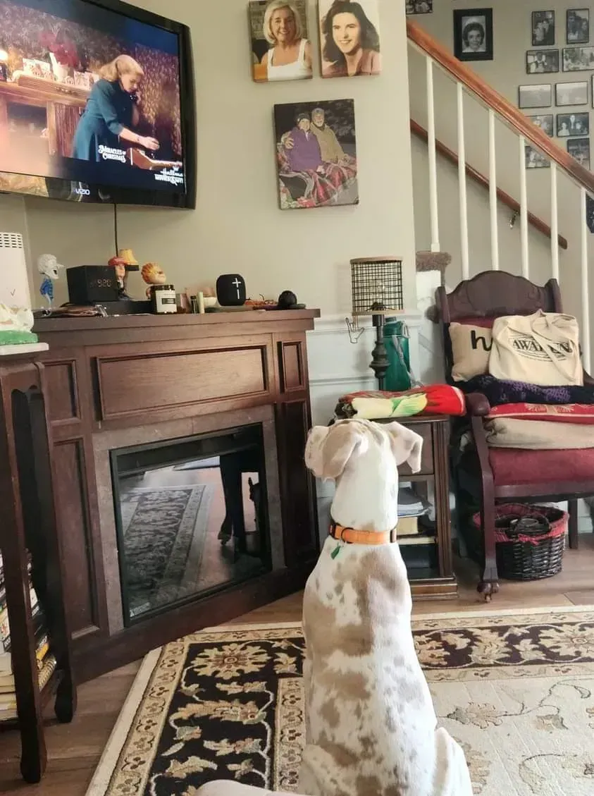 White dog sitting on rug facing a TV in a cozy living room with fireplace and stairs