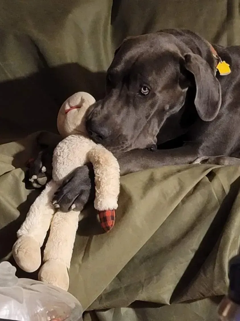 Black dog lying on a couch with a stuffed toy, looking down at it.