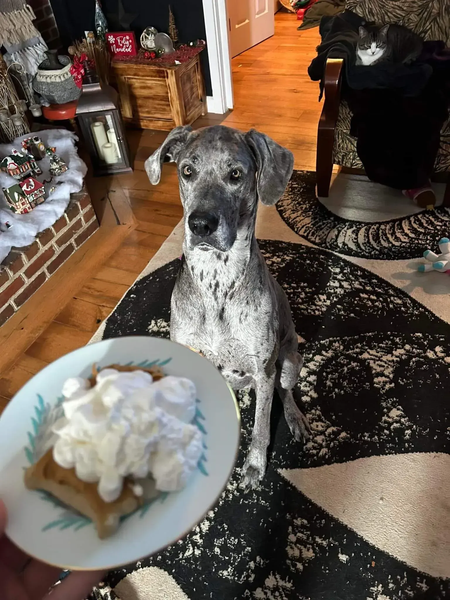 Gray speckled dog sitting indoors, staring at a plate with a whipped-cream-topped dessert.