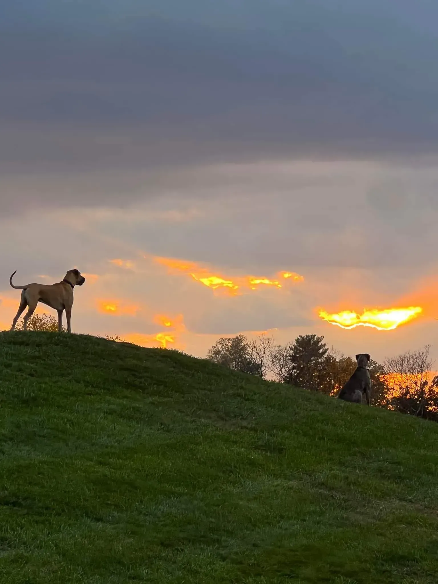 A dog stands on a grassy hill at sunset, with glowing orange clouds in the sky.