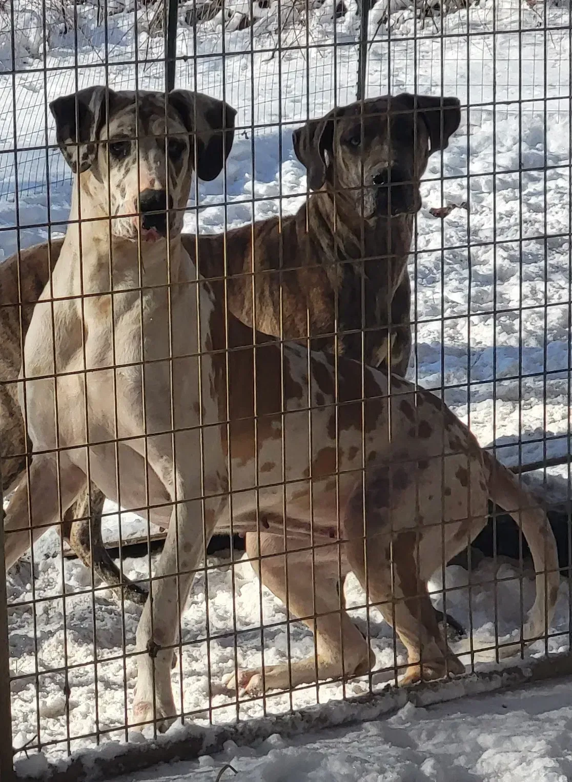 Two large dogs standing behind a wire fence in a snowy yard