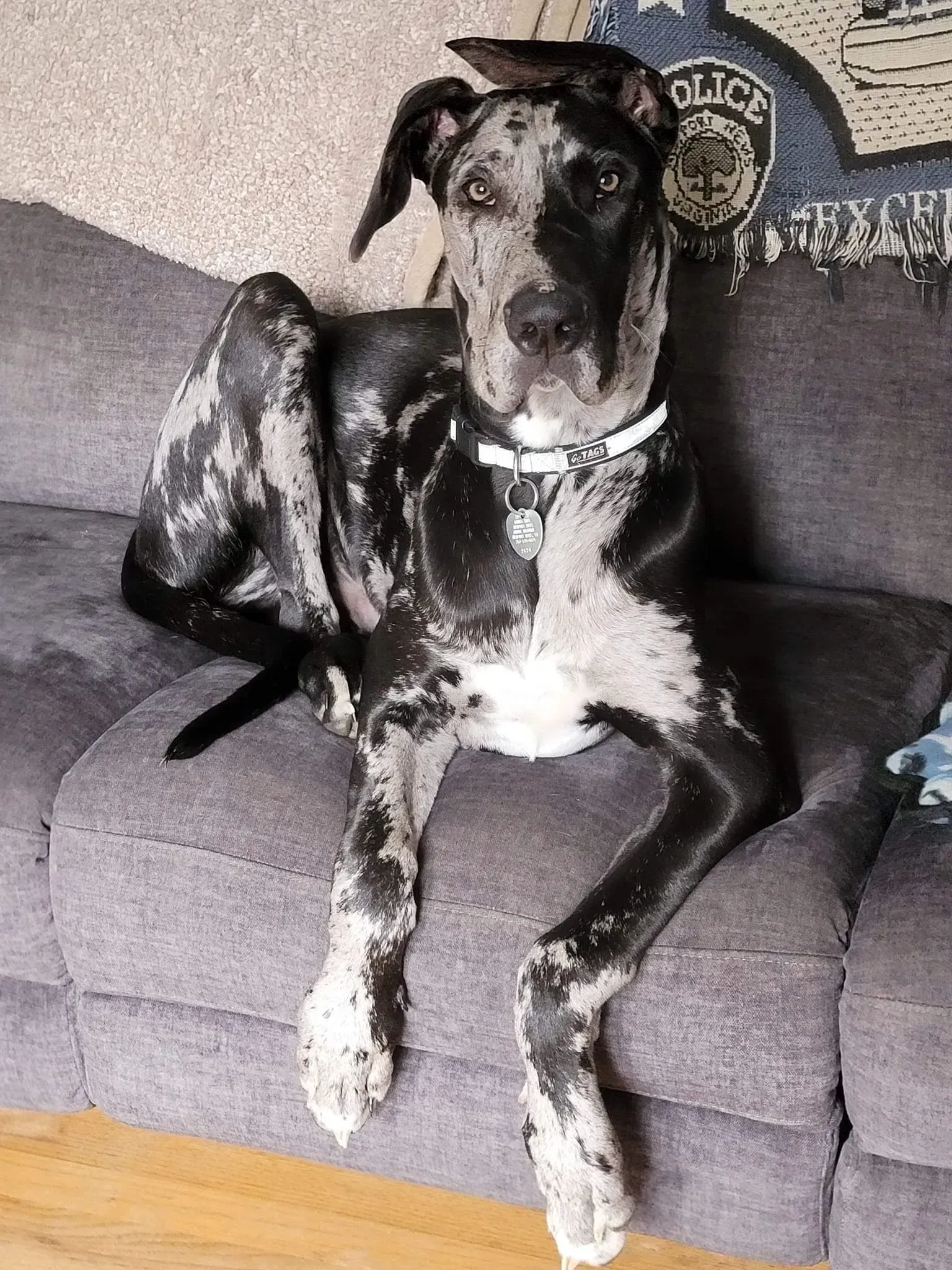 Large black-and-white dog lounging on a gray couch with one front paw hanging over the edge.