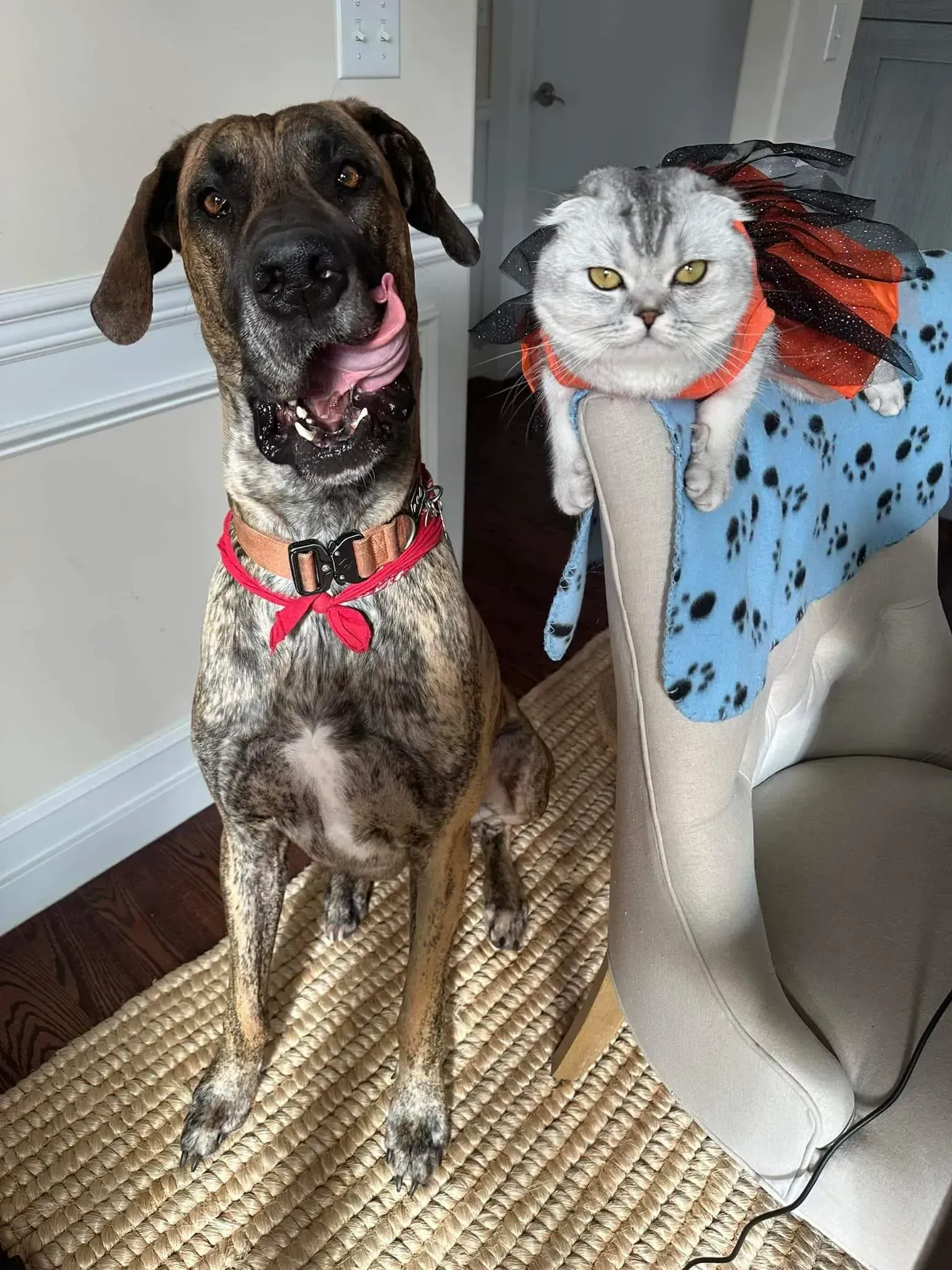Two dogs indoors, one wearing a red harness, beside a cat-shaped decorated pet bed in a corner.