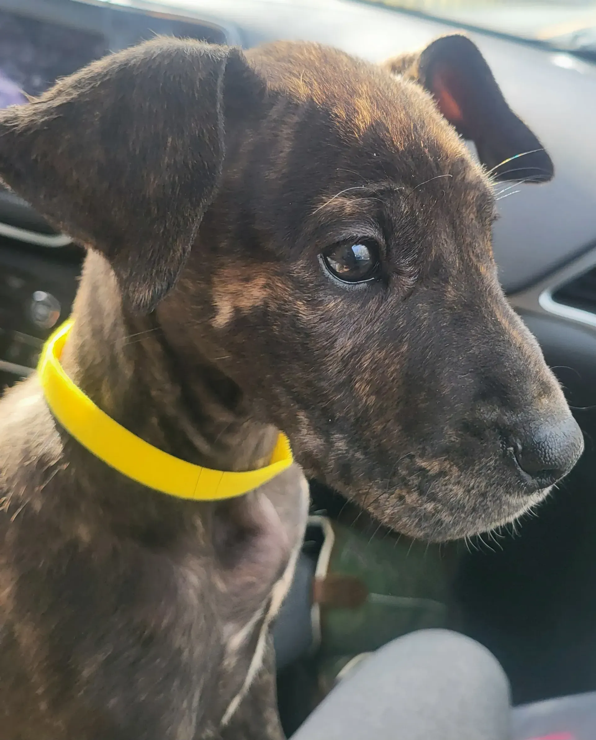 Brindle puppy with a yellow collar sitting in a car, looking out the window.