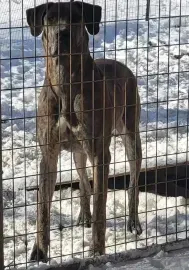 Brown dog standing behind a wire fence in a snowy outdoor pen