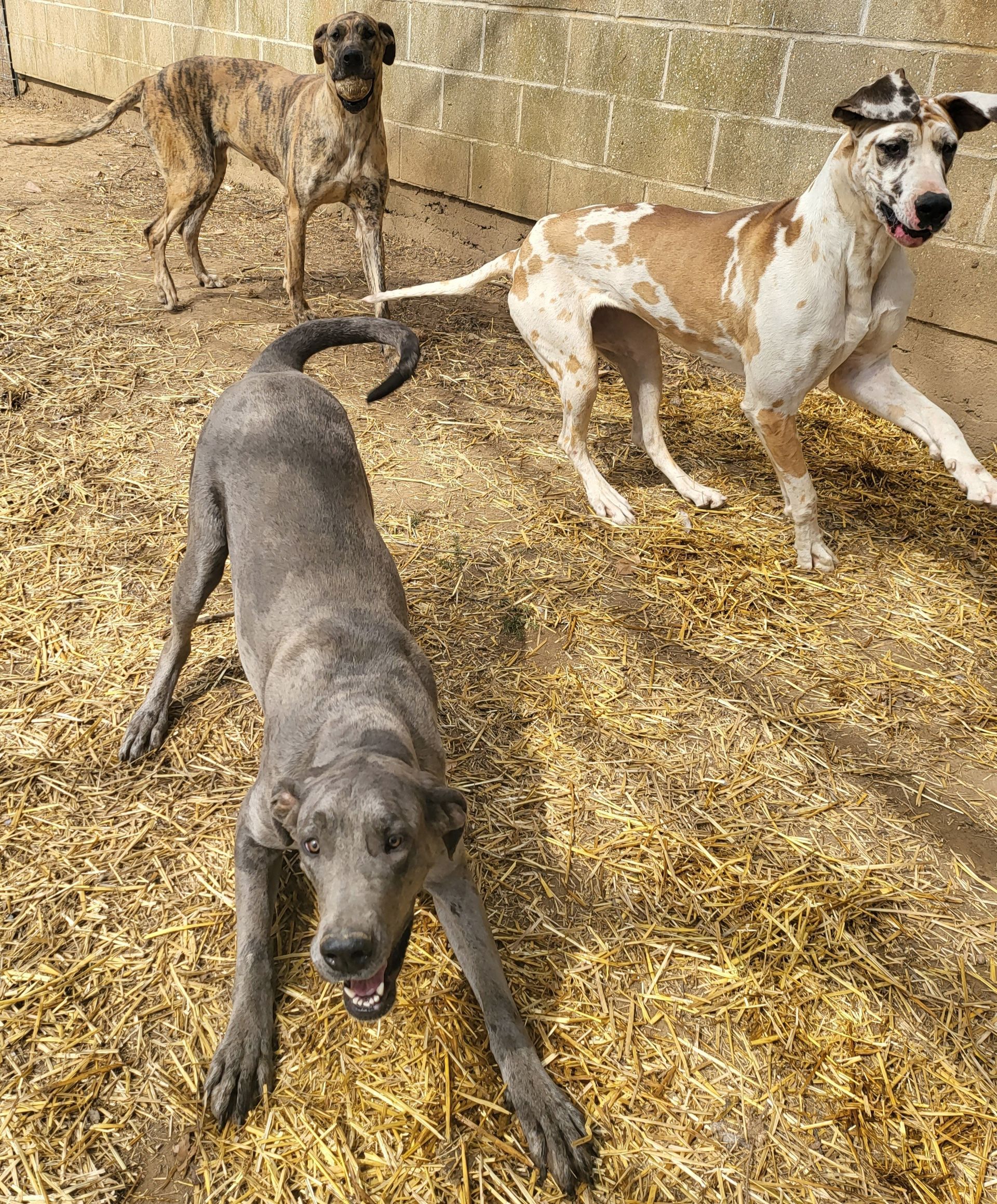 Three dogs in a straw-covered kennel, including a gray dog in front and two tan-and-white dogs behind.