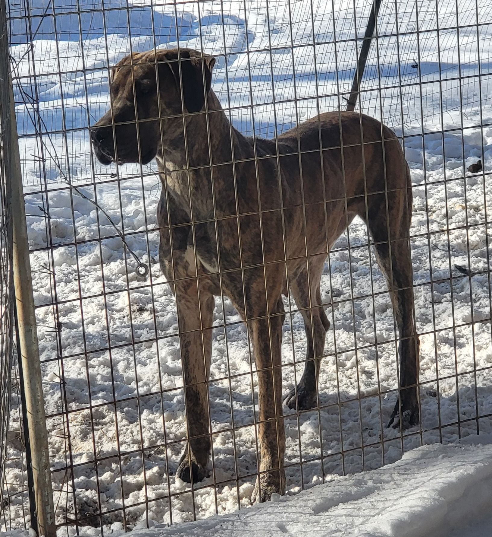 Brindle dog standing behind a wire fence in a snowy yard