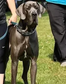 Black Great Dane standing on grass with people nearby, wearing a collar and leash