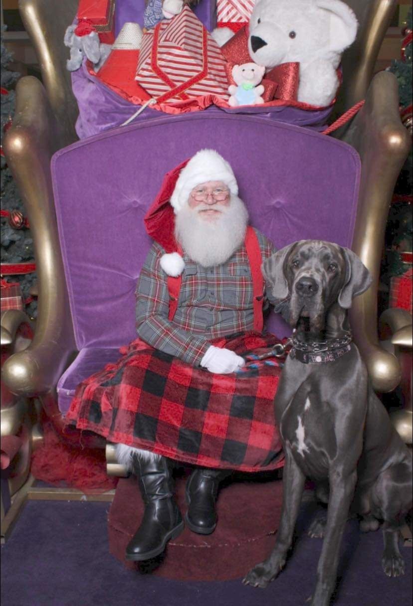 Santa doll seated on a purple throne with a black dog beside him and stuffed animals behind