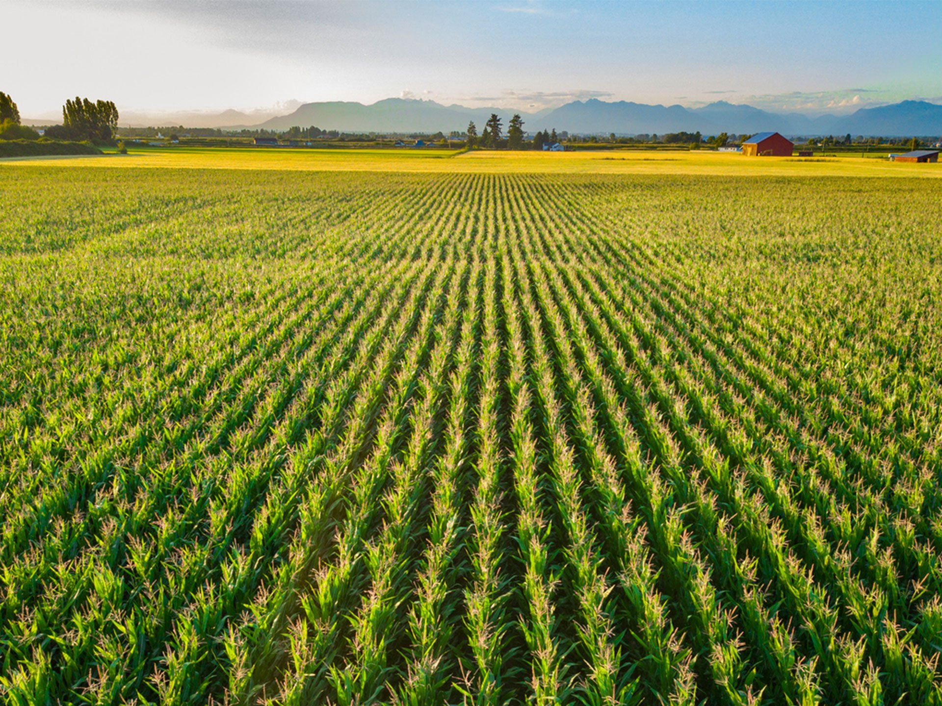 Agriculture and Horticulture