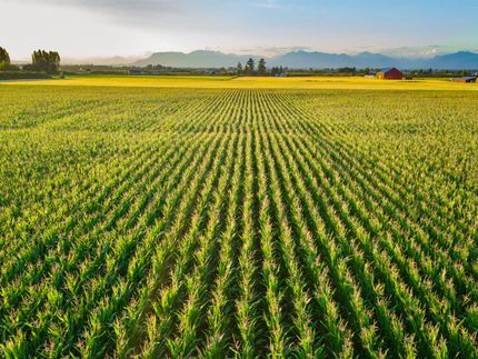 Agriculture, Horticulture, Grain Field