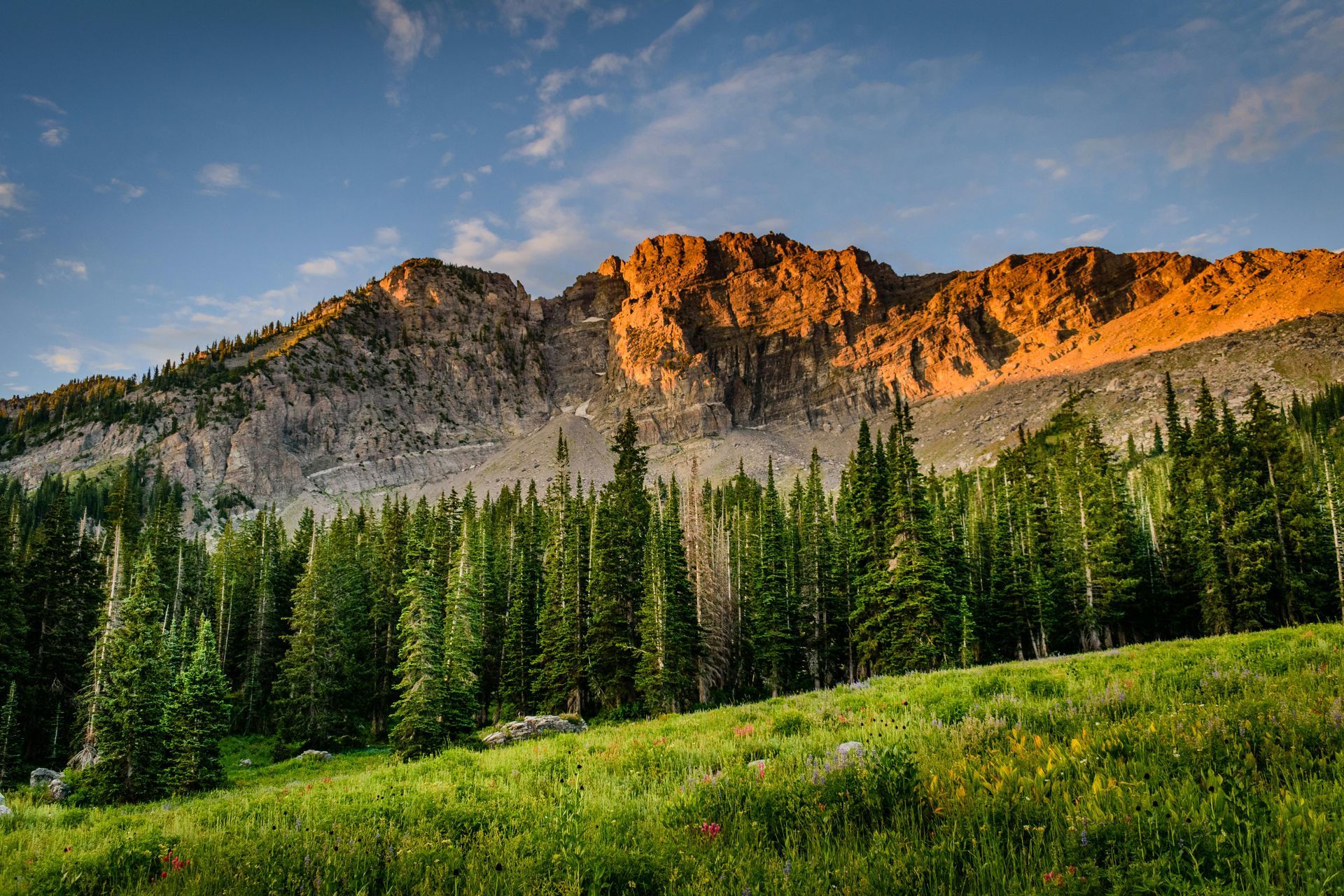 Green meadow with forest and mountain lit by golden sunlight. Blue sky.