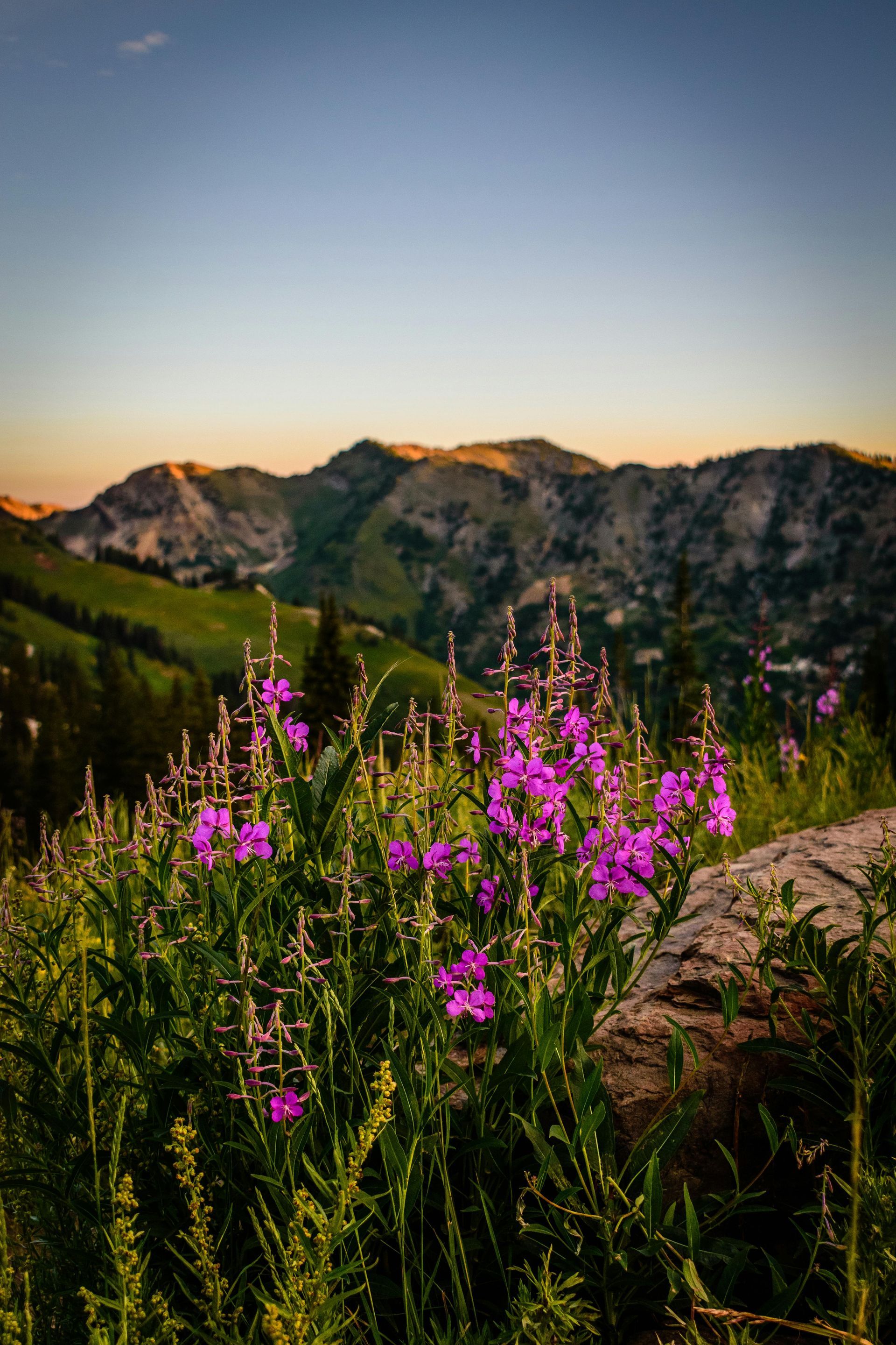 Purple wildflowers bloom in foreground, mountains and sunset in the background.
