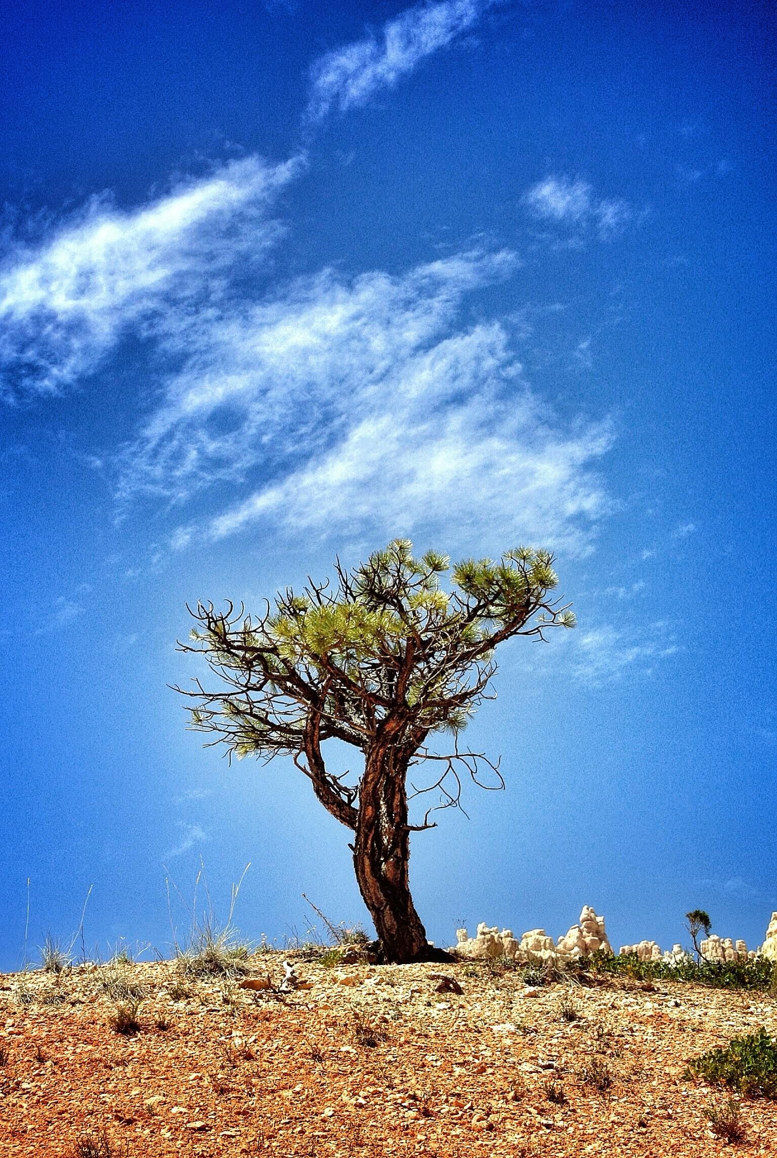 Lone tree on a brown hill against a bright blue sky with wispy clouds.