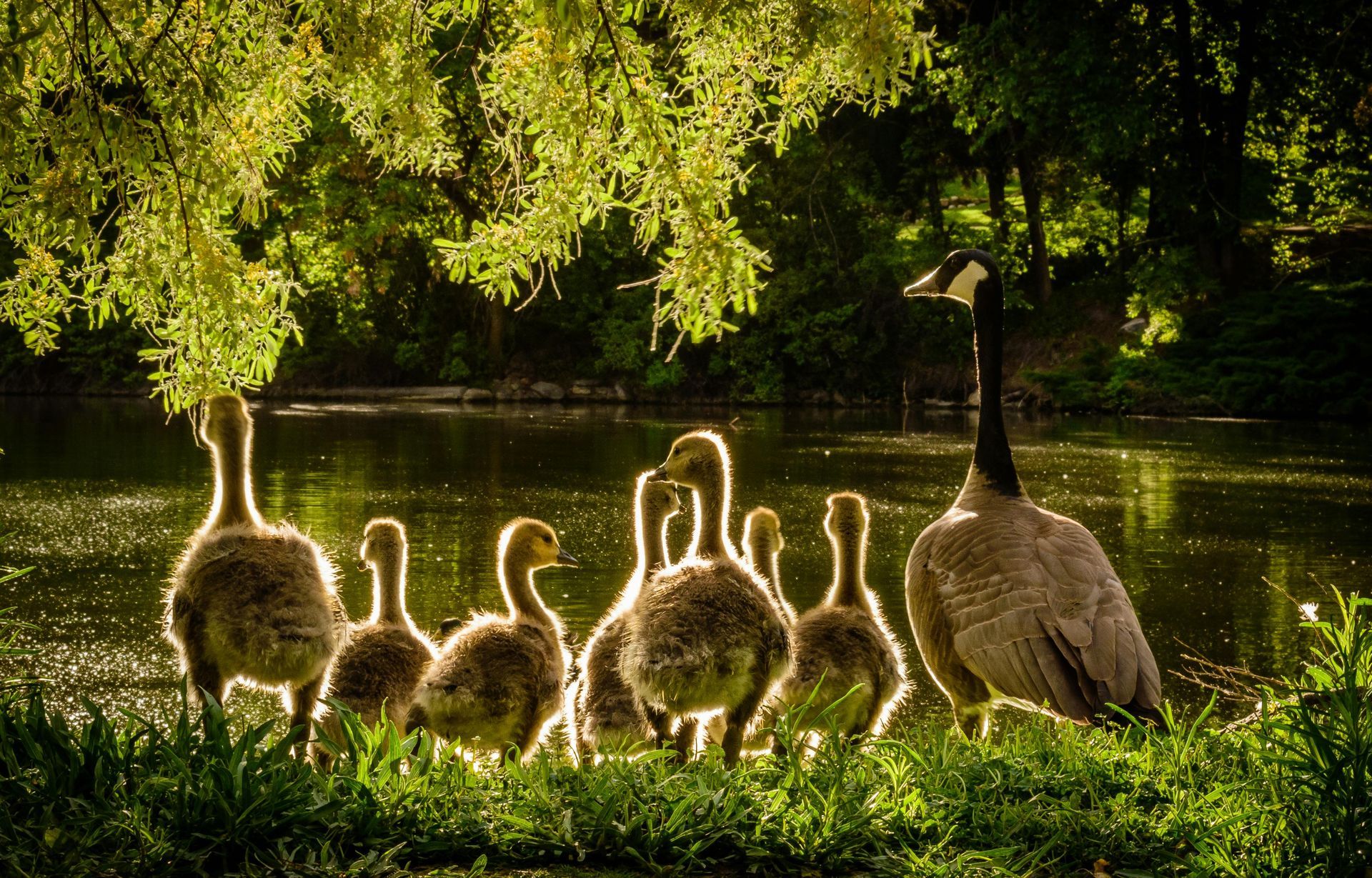Family of geese at water's edge; adults and fluffy goslings illuminated by sunlight.