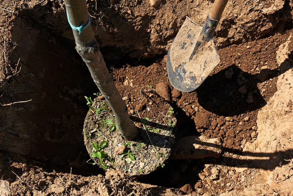 a tree is being planted in a hole with a shovel