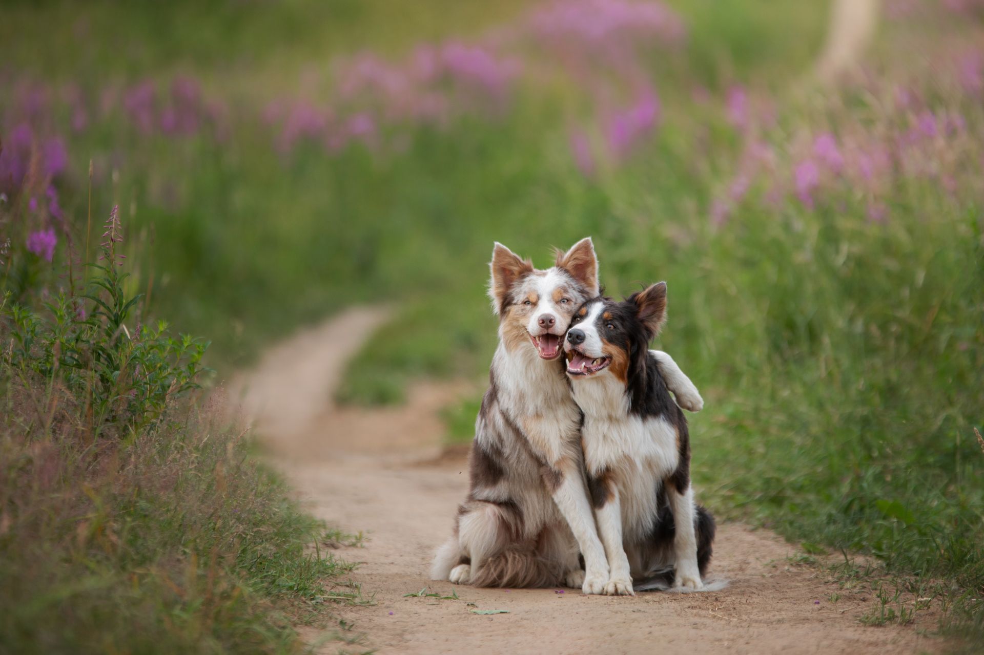 Two dogs are sitting next to each other on a dirt road.