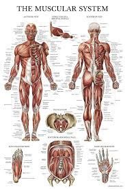 Casey Healing Wellness muscular therapy