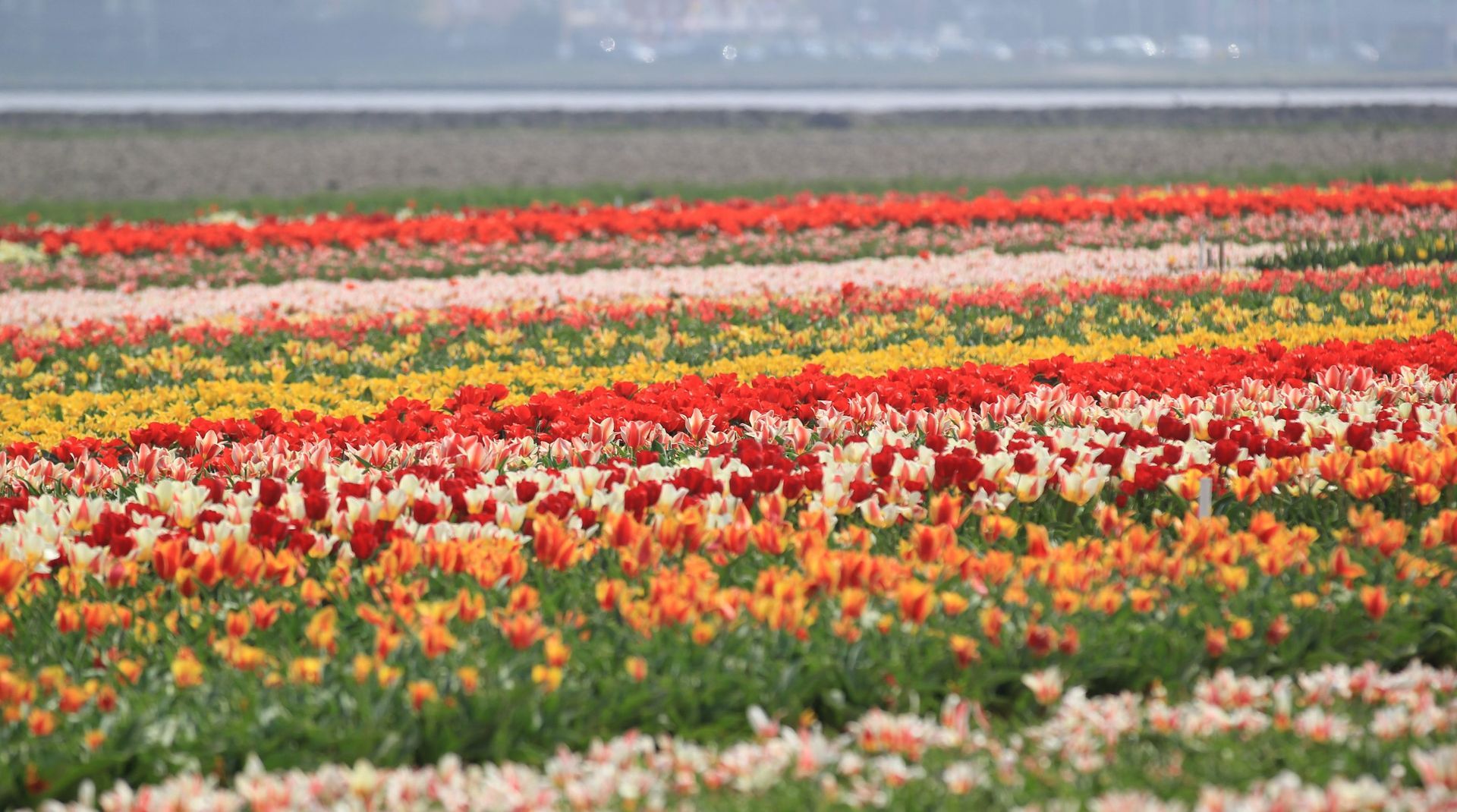 Taxi Van Amsterdam naar Keukenhof 